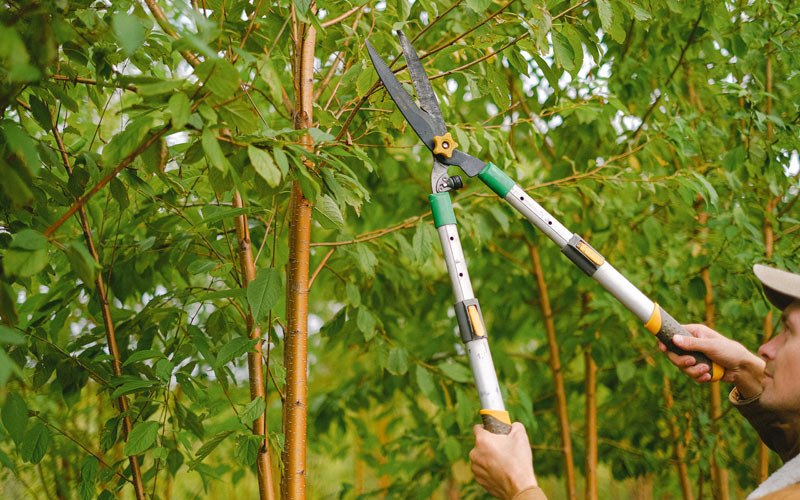 Tree trimming in Edson, KS