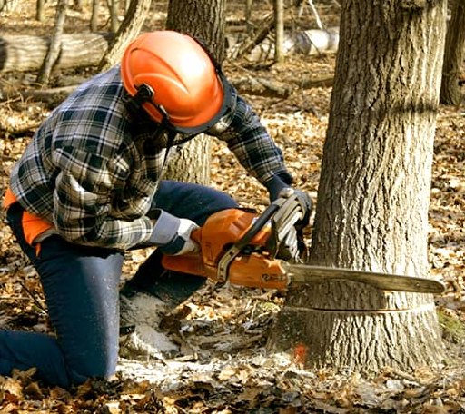 Tree Removal in Edson, KS
